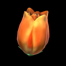 Flower - Tulip